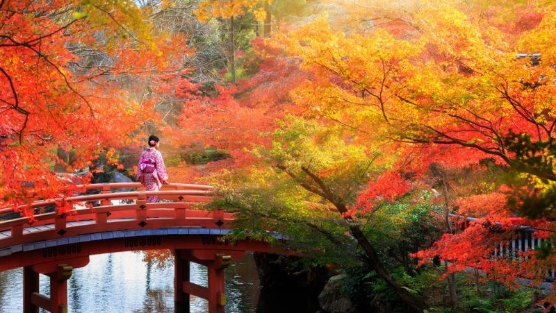 Hasil gambar untuk musim gugur Jepang