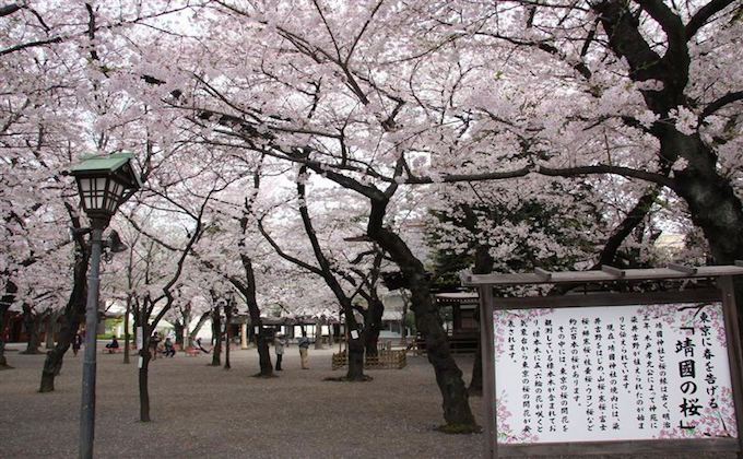 Pemandangan Musim Semi Kuil Yasukuni