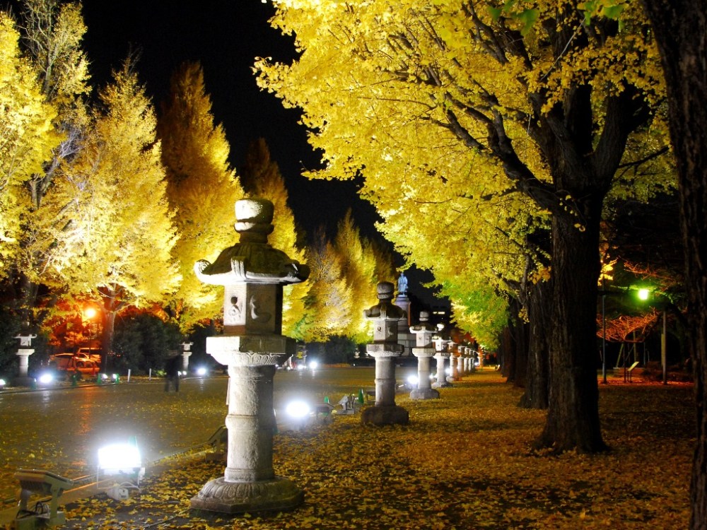 Pemandangan Musim Gugur Kuil Yasukuni