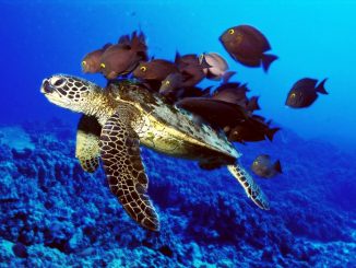 Nikmati Keindahan Taman Bawah Laut Di Taman Nasional Bunaken