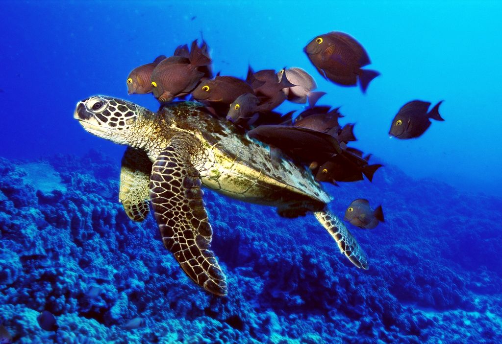 Nikmati Keindahan Taman Bawah Laut Di Taman Nasional Bunaken