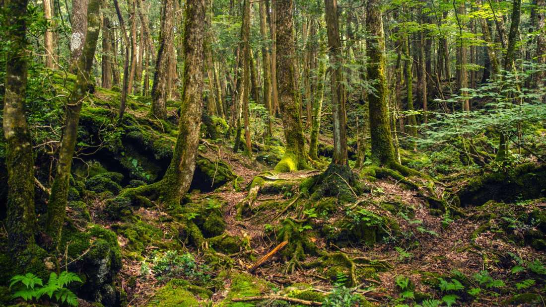 Tempat Wisata Mistis Di Jepang Yang Wajib Dikunjungi