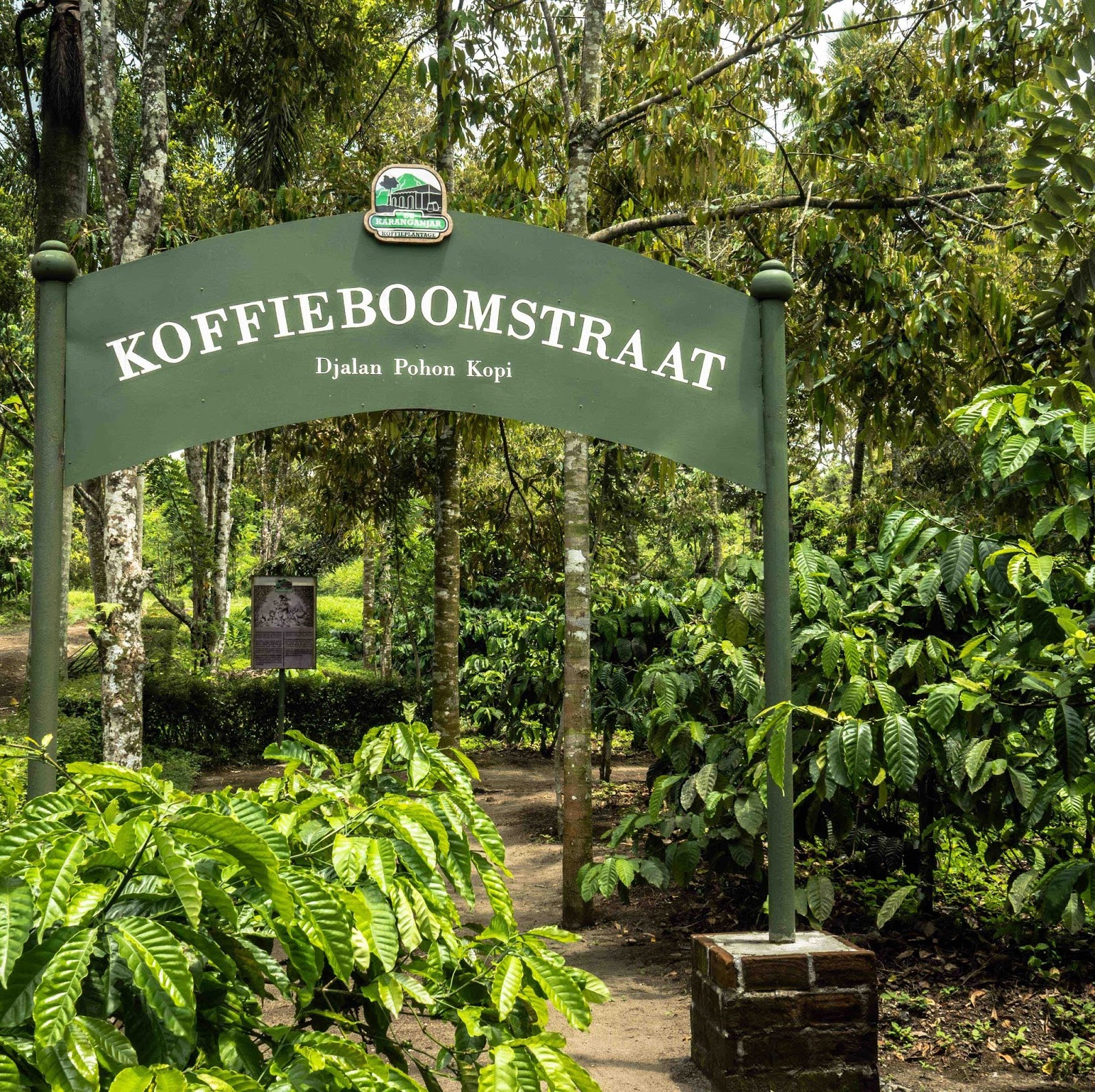 Nikmati Kopi Kualitas Wahid Di De Karanganjar Koffieplatage Blitar