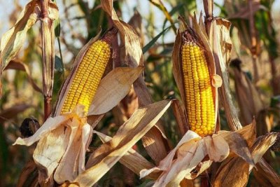 Tanaman Jagung Memiliki Khasiat Untuk Mencegah Dari Penyakit Kronis